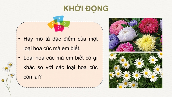 Giáo án điện tử chuyên đề Công nghệ trồng trọt 10 cánh diều Bài 7: Kĩ thuật trồng và chăm sóc cây hoa cúc