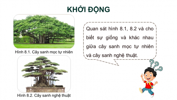 Giáo án điện tử chuyên đề Công nghệ trồng trọt 10 cánh diều Bài 8: Kĩ thuật trồng, chăm sóc và tạo hình cây sanh