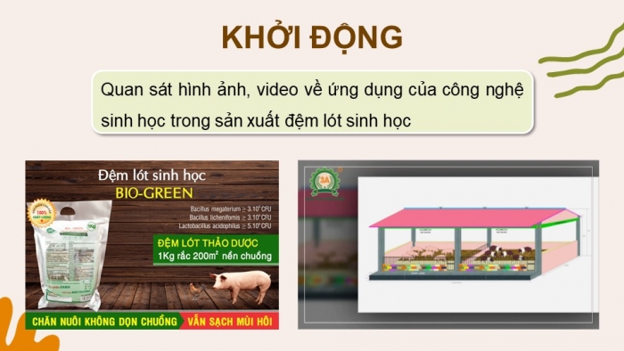 Giáo án điện tử chuyên đề Công nghệ chăn nuôi 11 kết nối Bài 5: Ứng dụng công nghệ sinh học trong sản xuất đệm lót sinh học