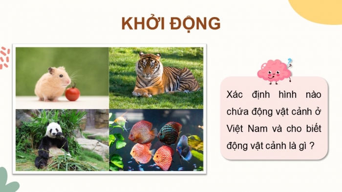 Giáo án điện tử chuyên đề Công nghệ chăn nuôi 11 kết nối Bài 6: Giới thiệu về động vật cảnh