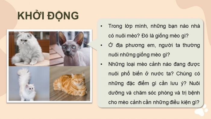 Giáo án điện tử chuyên đề Công nghệ chăn nuôi 11 kết nối Bài 8: Kĩ thuật nuôi dưỡng và chăm sóc mèo cảnh