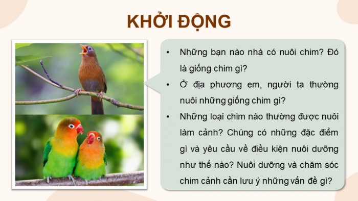 Giáo án điện tử chuyên đề Công nghệ chăn nuôi 11 kết nối Bài 9: Kĩ thuật nuôi dưỡng và chăm sóc chim cảnh