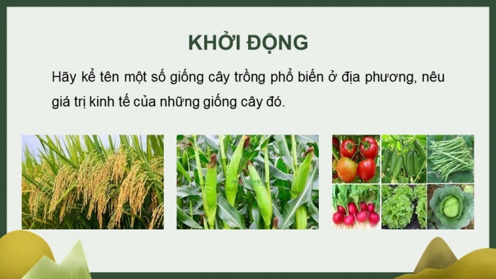 Giáo án điện tử chuyên đề Sinh học 11 chân trời Bài 5: Dự án Điều tra sử dụng phân bón ở địa phương hoặc thực hành Trồng cây với các kĩ thuật bón phân phù hợp