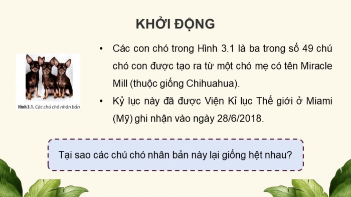 Giáo án điện tử chuyên đề Sinh học 10 chân trời Bài 3: Công nghệ tế bào động vật và thành tựu