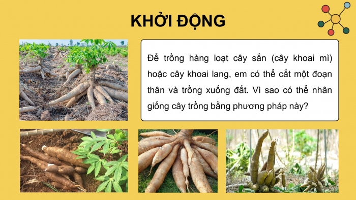 Giáo án điện tử chuyên đề Sinh học 10 cánh diều Bài 3: Các giai đoạn của công nghệ tế bào thực vật