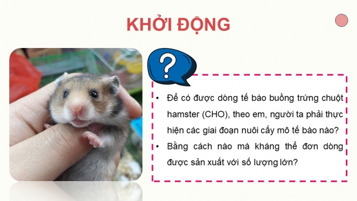 Giáo án điện tử chuyên đề Sinh học 10 cánh diều Bài 5: Các giai đoạn của công nghệ tế bào động vật