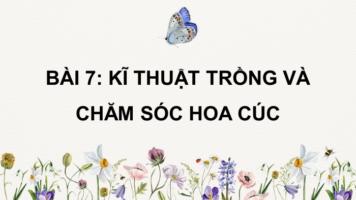 Giáo án điện tử chuyên đề Công nghệ trồng trọt 10 cánh diều Bài 7: Kĩ thuật trồng và chăm sóc cây hoa cúc