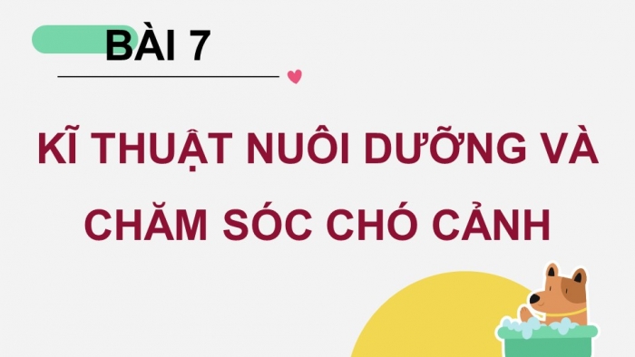 Giáo án điện tử chuyên đề Công nghệ chăn nuôi 11 kết nối Bài 7: Kĩ thuật nuôi dưỡng và chăm sóc chó cảnh