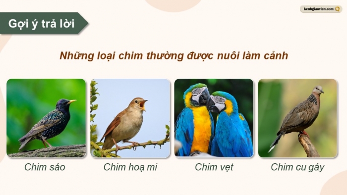 Giáo án điện tử chuyên đề Công nghệ chăn nuôi 11 kết nối Bài 9: Kĩ thuật nuôi dưỡng và chăm sóc chim cảnh