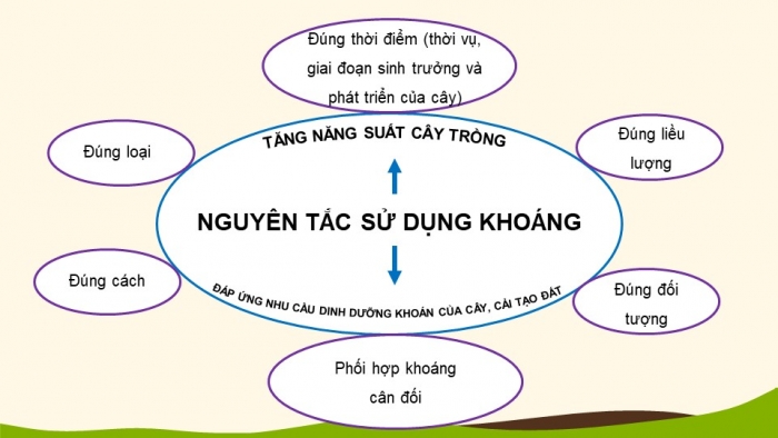 Giáo án điện tử chuyên đề Sinh học 11 cánh diều Ôn tập CĐ 1