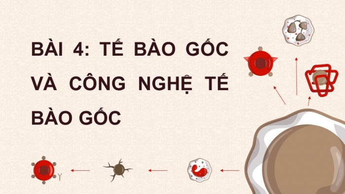 Giáo án điện tử chuyên đề Sinh học 10 chân trời Bài 4: Tế bào gốc và công nghệ tế bào gốc