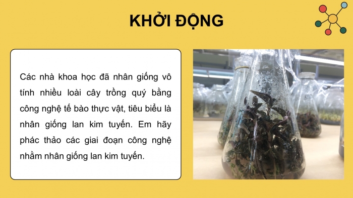 Giáo án điện tử chuyên đề Sinh học 10 cánh diều Bài 3: Các giai đoạn của công nghệ tế bào thực vật