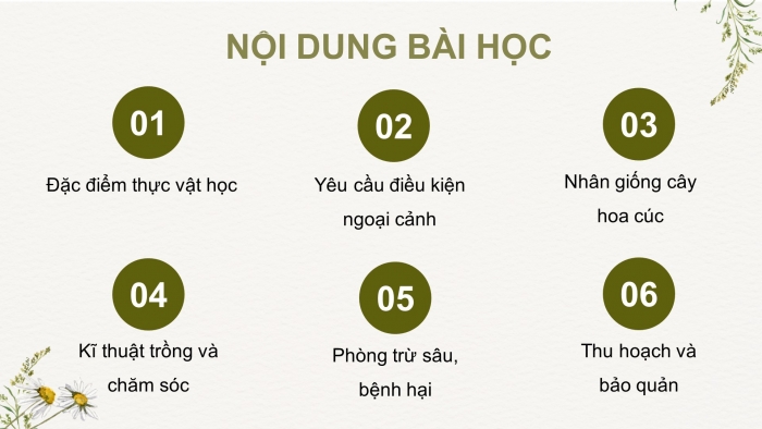 Giáo án điện tử chuyên đề Công nghệ trồng trọt 10 cánh diều Bài 7: Kĩ thuật trồng và chăm sóc cây hoa cúc