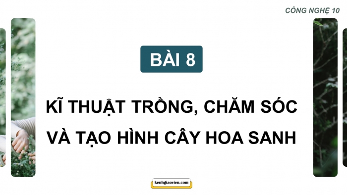 Giáo án điện tử chuyên đề Công nghệ trồng trọt 10 cánh diều Bài 8: Kĩ thuật trồng, chăm sóc và tạo hình cây sanh