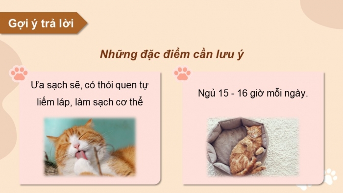 Giáo án điện tử chuyên đề Công nghệ chăn nuôi 11 kết nối Bài 8: Kĩ thuật nuôi dưỡng và chăm sóc mèo cảnh