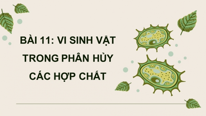 Giáo án điện tử chuyên đề Sinh học 10 chân trời Bài 11: Vi sinh vật trong phân huỷ các hợp chất