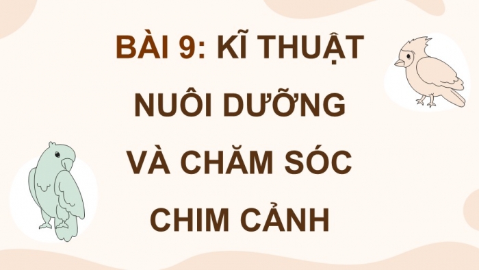 Giáo án điện tử chuyên đề Công nghệ chăn nuôi 11 kết nối Bài 9: Kĩ thuật nuôi dưỡng và chăm sóc chim cảnh