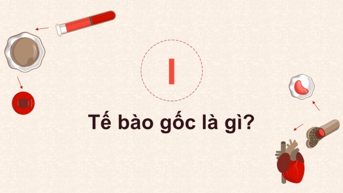 Giáo án điện tử chuyên đề Sinh học 10 chân trời Bài 4: Tế bào gốc và công nghệ tế bào gốc