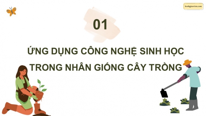 Giáo án điện tử chuyên đề Công nghệ trồng trọt 10 cánh diều Bài 3: Ứng dụng công nghệ sinh học trong chọn tạo giống cây trồng