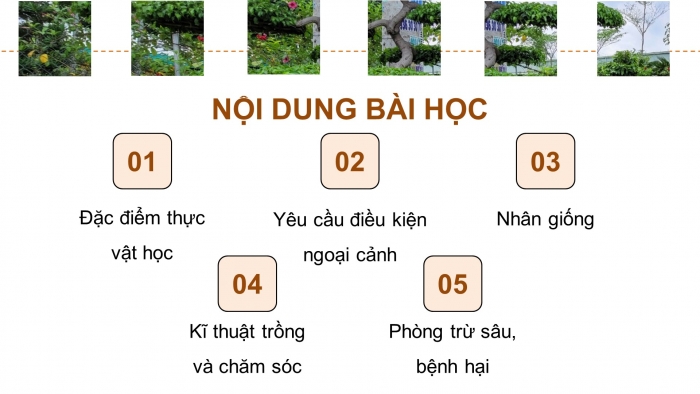 Giáo án điện tử chuyên đề Công nghệ trồng trọt 10 cánh diều Bài 8: Kĩ thuật trồng, chăm sóc và tạo hình cây sanh