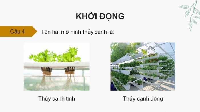 Giáo án điện tử chuyên đề Sinh học 11 chân trời Ôn tập CĐ 1