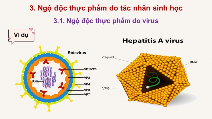 Giáo án điện tử chuyên đề Sinh học 11 cánh diều Bài 8: Vệ sinh an toàn thực phẩm và nguyên nhân gây ngộ độc thực phẩm (P2)