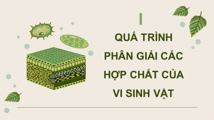 Giáo án điện tử chuyên đề Sinh học 10 chân trời Bài 11: Vi sinh vật trong phân huỷ các hợp chất