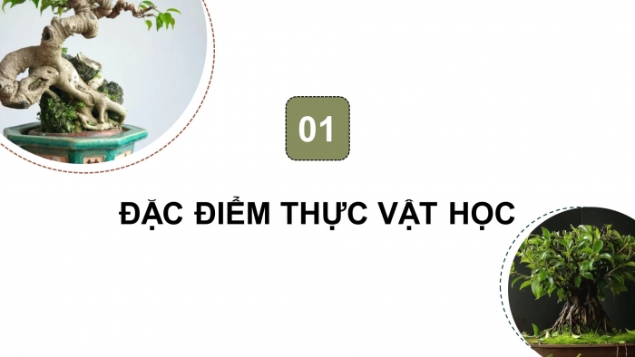 Giáo án điện tử chuyên đề Công nghệ trồng trọt 10 cánh diều Bài 8: Kĩ thuật trồng, chăm sóc và tạo hình cây sanh