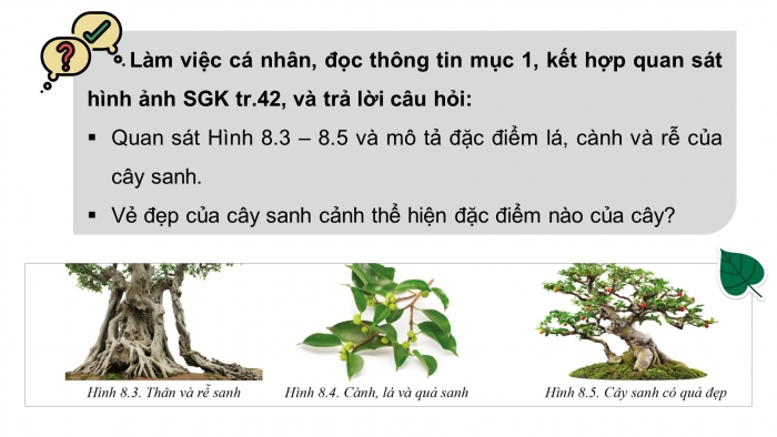 Giáo án điện tử chuyên đề Công nghệ trồng trọt 10 cánh diều Bài 8: Kĩ thuật trồng, chăm sóc và tạo hình cây sanh