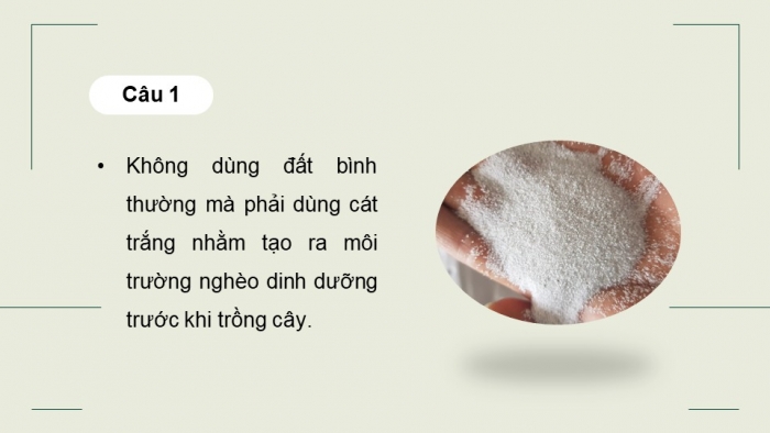 Giáo án điện tử chuyên đề Sinh học 11 chân trời Bài 4: Thực hành Chứng minh tác dụng của phân bón đối với sinh trưởng, phát triển và năng suất cây trồng