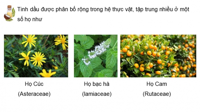 Giáo án điện tử chuyên đề Hoá học 11 cánh diều Bài 4: Tách tinh dầu từ các nguồn thảo mộc tự nhiên