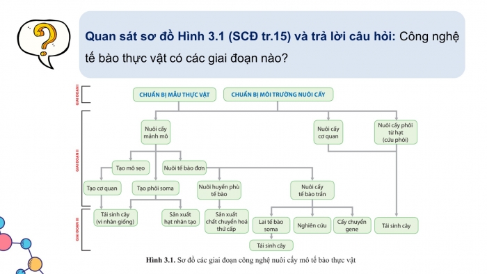 Giáo án điện tử chuyên đề Sinh học 10 cánh diều Bài 3: Các giai đoạn của công nghệ tế bào thực vật