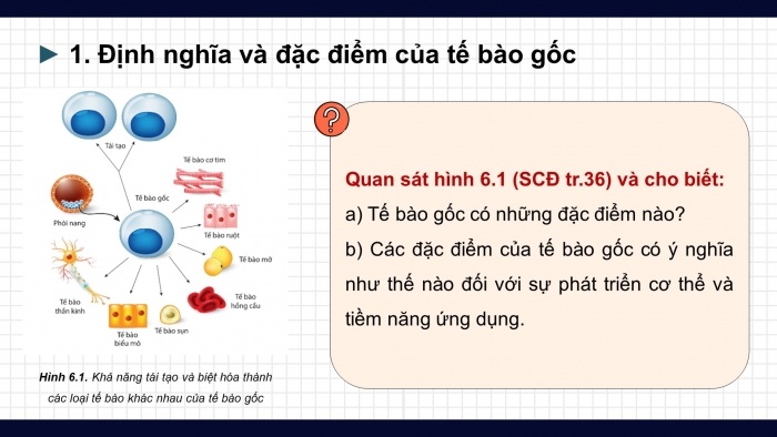 Giáo án điện tử chuyên đề Sinh học 10 cánh diều Bài 6: Công nghệ tế bào gốc và ứng dụng