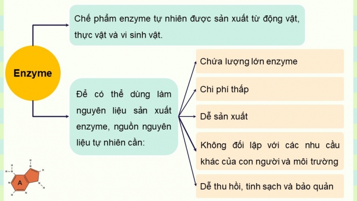 Giáo án điện tử chuyên đề Sinh học 10 cánh diều Bài 8: Sản xuất enzyme tự nhiên