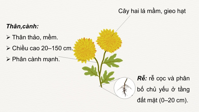 Giáo án điện tử chuyên đề Công nghệ trồng trọt 10 cánh diều Bài 7: Kĩ thuật trồng và chăm sóc cây hoa cúc