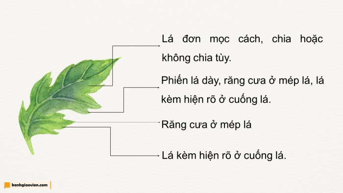 Giáo án điện tử chuyên đề Công nghệ trồng trọt 10 cánh diều Bài 7: Kĩ thuật trồng và chăm sóc cây hoa cúc