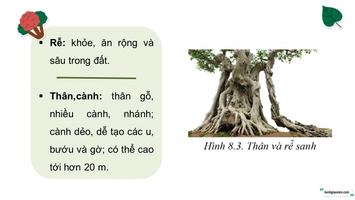 Giáo án điện tử chuyên đề Công nghệ trồng trọt 10 cánh diều Bài 8: Kĩ thuật trồng, chăm sóc và tạo hình cây sanh