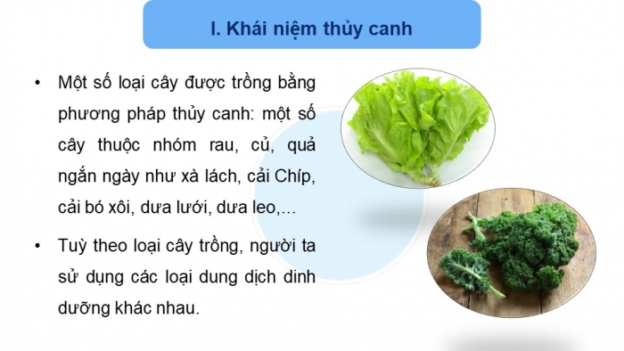 Giáo án điện tử chuyên đề Sinh học 11 chân trời Bài 3: Thuỷ canh theo hướng phát triển nông nghiệp sạch