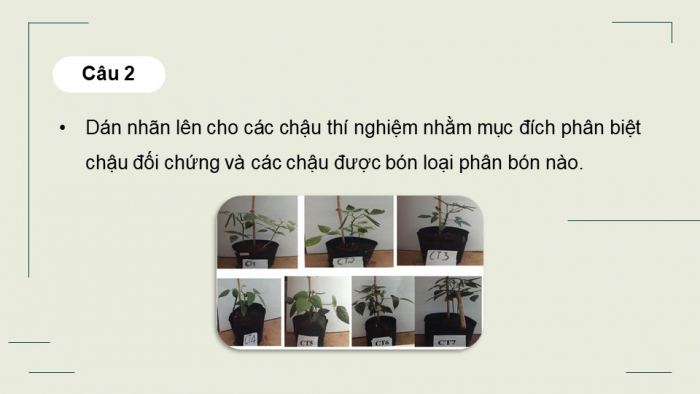 Giáo án điện tử chuyên đề Sinh học 11 chân trời Bài 4: Thực hành Chứng minh tác dụng của phân bón đối với sinh trưởng, phát triển và năng suất cây trồng