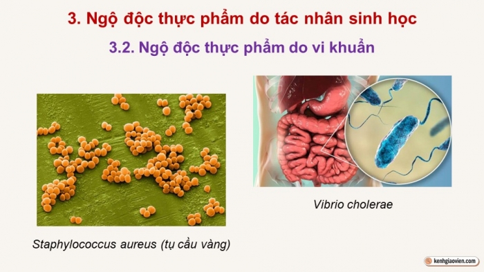 Giáo án điện tử chuyên đề Sinh học 11 cánh diều Bài 8: Vệ sinh an toàn thực phẩm và nguyên nhân gây ngộ độc thực phẩm (P2)