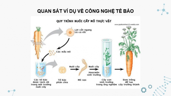 Giáo án điện tử chuyên đề Sinh học 10 chân trời Bài 1: Khái quát về công nghệ tế bào