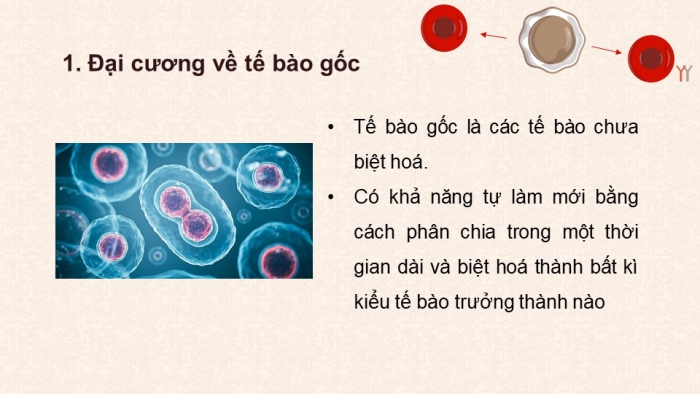 Giáo án điện tử chuyên đề Sinh học 10 chân trời Bài 4: Tế bào gốc và công nghệ tế bào gốc