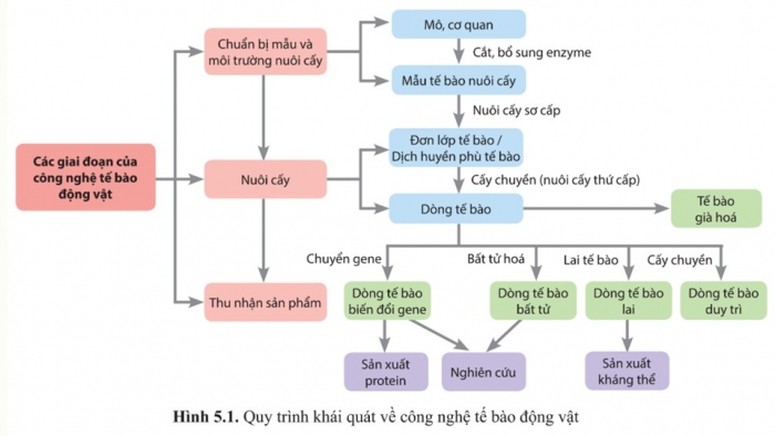 Giáo án điện tử chuyên đề Sinh học 10 cánh diều Bài 5: Các giai đoạn của công nghệ tế bào động vật