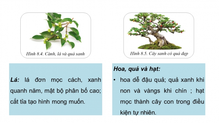 Giáo án điện tử chuyên đề Công nghệ trồng trọt 10 cánh diều Bài 8: Kĩ thuật trồng, chăm sóc và tạo hình cây sanh