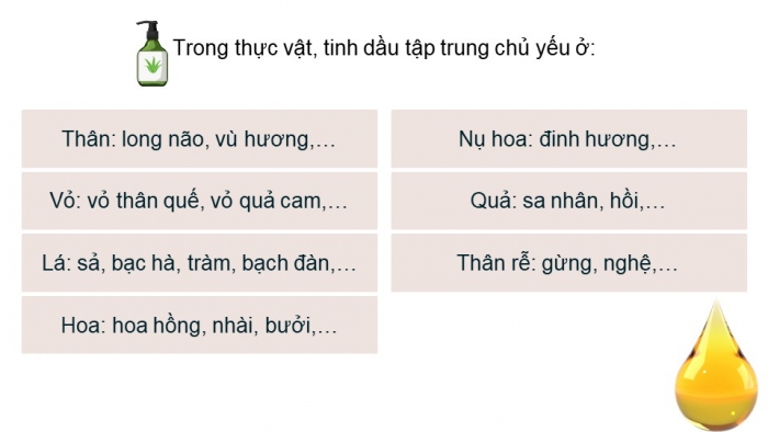 Giáo án điện tử chuyên đề Hoá học 11 cánh diều Bài 4: Tách tinh dầu từ các nguồn thảo mộc tự nhiên