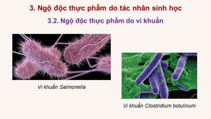 Giáo án điện tử chuyên đề Sinh học 11 cánh diều Bài 8: Vệ sinh an toàn thực phẩm và nguyên nhân gây ngộ độc thực phẩm (P2)