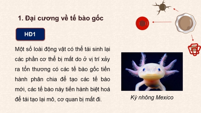 Giáo án điện tử chuyên đề Sinh học 10 chân trời Bài 4: Tế bào gốc và công nghệ tế bào gốc