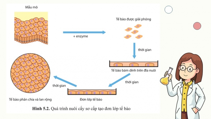 Giáo án điện tử chuyên đề Sinh học 10 cánh diều Bài 5: Các giai đoạn của công nghệ tế bào động vật