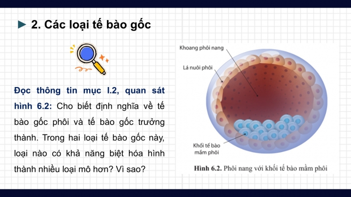 Giáo án điện tử chuyên đề Sinh học 10 cánh diều Bài 6: Công nghệ tế bào gốc và ứng dụng