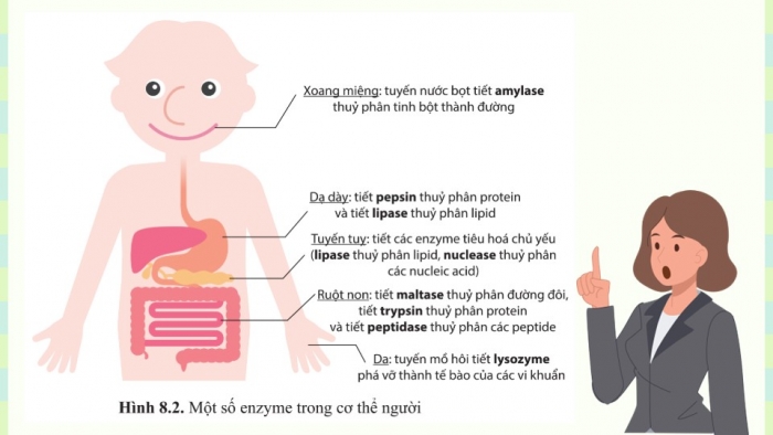 Giáo án điện tử chuyên đề Sinh học 10 cánh diều Bài 8: Sản xuất enzyme tự nhiên